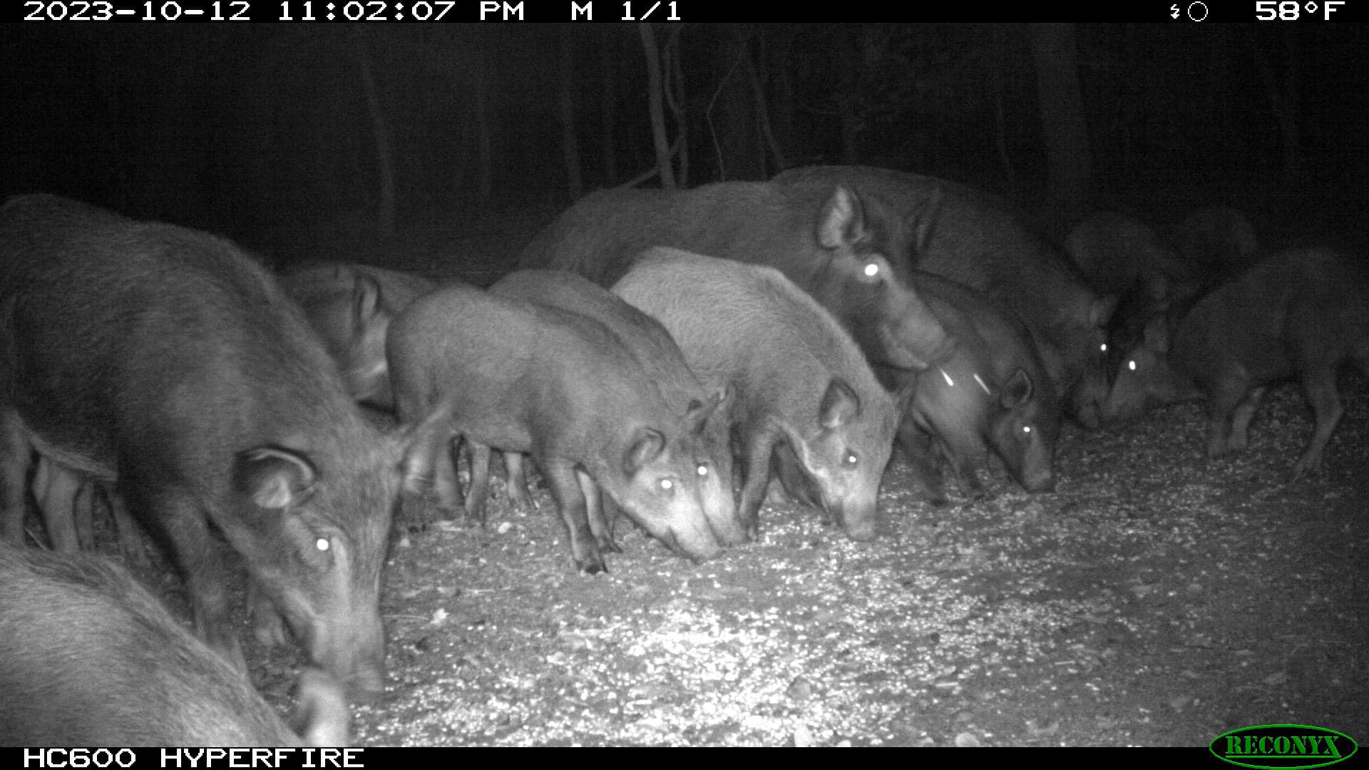 Pure Adrenaline Outfitters - Hog Hunting in NC