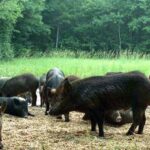 Pure Adrenaline Outfitters - Hog Hunting in NC