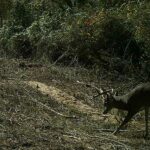 Pure Adrenaline Outfitters - Deer Hunting in NC