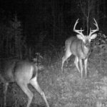 Pure Adrenaline Outfitters - Deer Hunting in NC