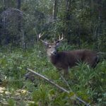 Pure Adrenaline Outfitters - Deer Hunting in NC