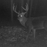 Pure Adrenaline Outfitters - Deer Hunting in NC