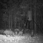 Pure Adrenaline Outfitters - Hog Hunting in NC