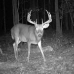 Hog & Deer Hunting Trail Cam with Pure Adrenaline Outfitters
