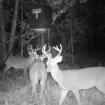 Pure Adrenaline Outfitters - Deer Hunting in NC