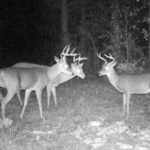 Pure Adrenaline Outfitters - Deer Hunting in NC