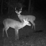 Pure Adrenaline Outfitters - Deer Hunting in NC