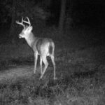 Pure Adrenaline Outfitters - Deer Hunting in NC