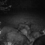 Pure Adrenaline Outfitters - Hog Hunting in NC