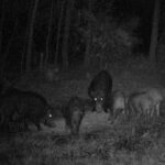 Pure Adrenaline Outfitters - Hog Hunting in NC