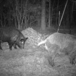 Pure Adrenaline Outfitters - Hog Hunting in NC