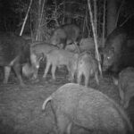 Pure Adrenaline Outfitters - Hog Hunting in NC