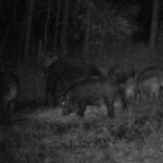 Pure Adrenaline Outfitters - Hog Hunting in NC