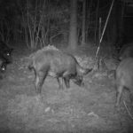 Pure Adrenaline Outfitters - Hog Hunting in NC