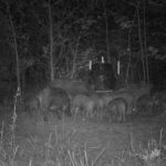 Pure Adrenaline Outfitters - Hog Hunting in NC