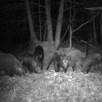 Pure Adrenaline Outfitters - Hog Hunting in NC