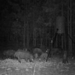 Pure Adrenaline Outfitters - Hog Hunting in NC