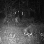 Pure Adrenaline Outfitters - Hog Hunting in NC