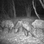 Pure Adrenaline Outfitters - Hog Hunting in NC