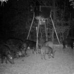 Pure Adrenaline Outfitters - Hog Hunting in NC