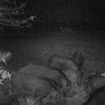 Pure Adrenaline Outfitters - Hog Hunting in NC