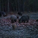 Pure Adrenaline Outfitters - Hog Hunting in NC