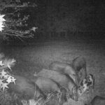 Pure Adrenaline Outfitters - Hog Hunting in NC