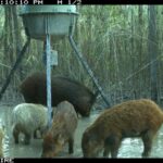 Pure Adrenaline Outfitters - Hog Hunting in NC