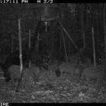 Pure Adrenaline Outfitters - Hog Hunting in NC