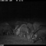 Pure Adrenaline Outfitters - Hog Hunting in NC