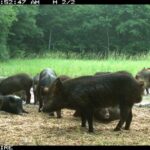 Pure Adrenaline Outfitters - Hog Hunting in NC