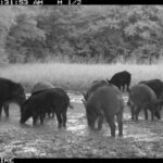 Pure Adrenaline Outfitters - Hog Hunting in NC