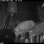 Pure Adrenaline Outfitters - Hog Hunting in NC